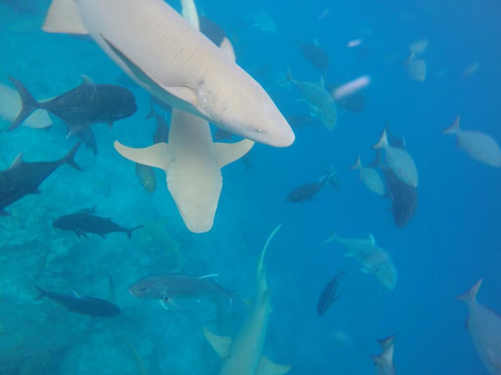 Sancia Lodge Fulidhoo Luaran gambar