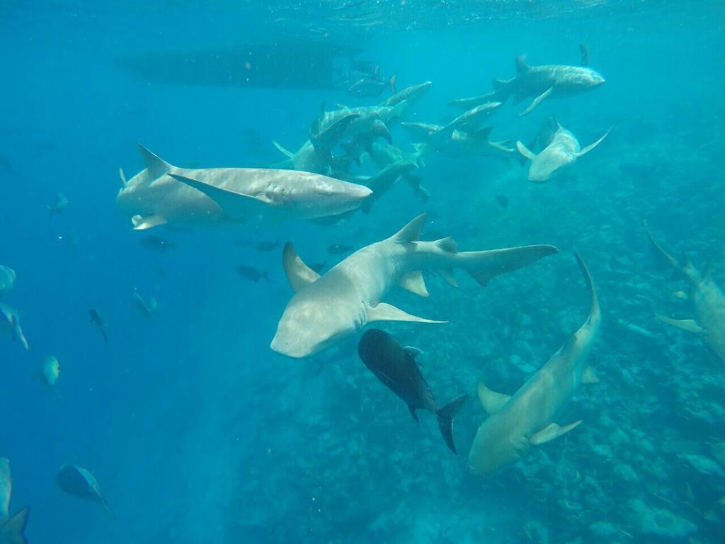 Sancia Lodge Fulidhoo Luaran gambar