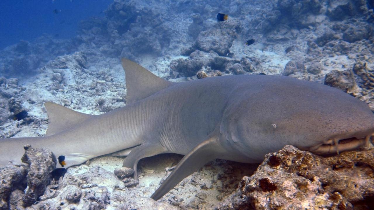 Sancia Lodge Fulidhoo Luaran gambar