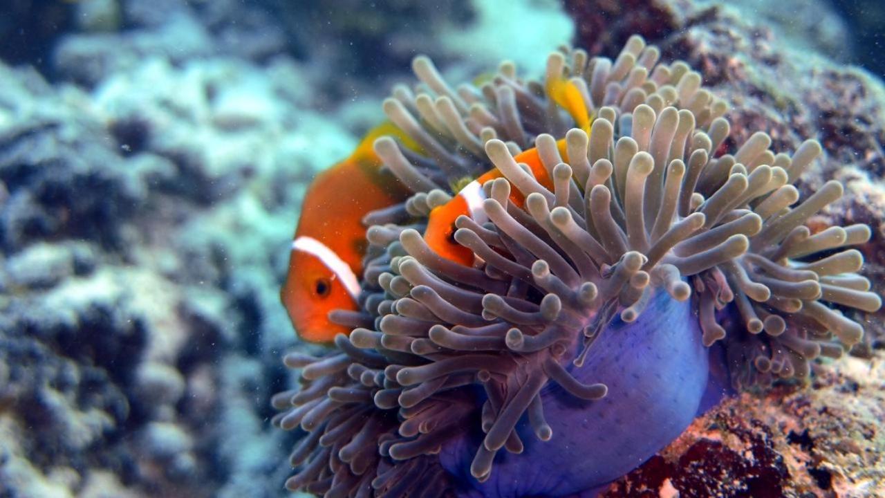 Sancia Lodge Fulidhoo Luaran gambar